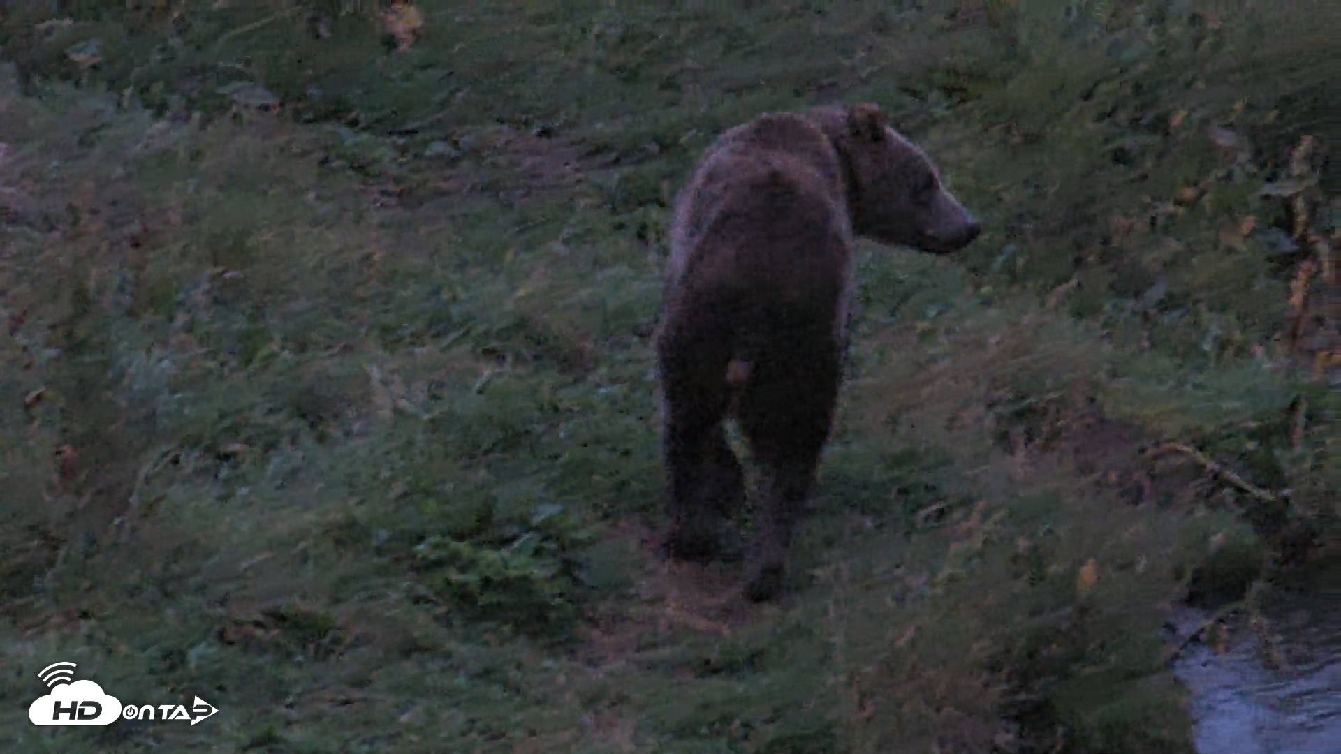 Snapshot of Kodiak Alaska Brown Bears Live Webcam taken Aug 21, 2026, 6:42am AKDT