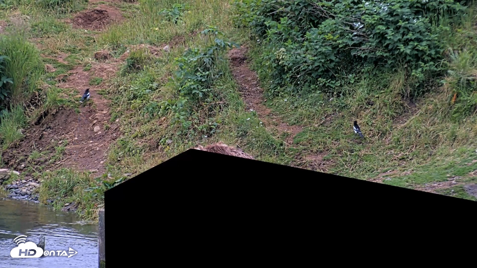 Snapshot of Kodiak Alaska Brown Bears Live Webcam taken Aug 3, 2026, 6:53am AKDT