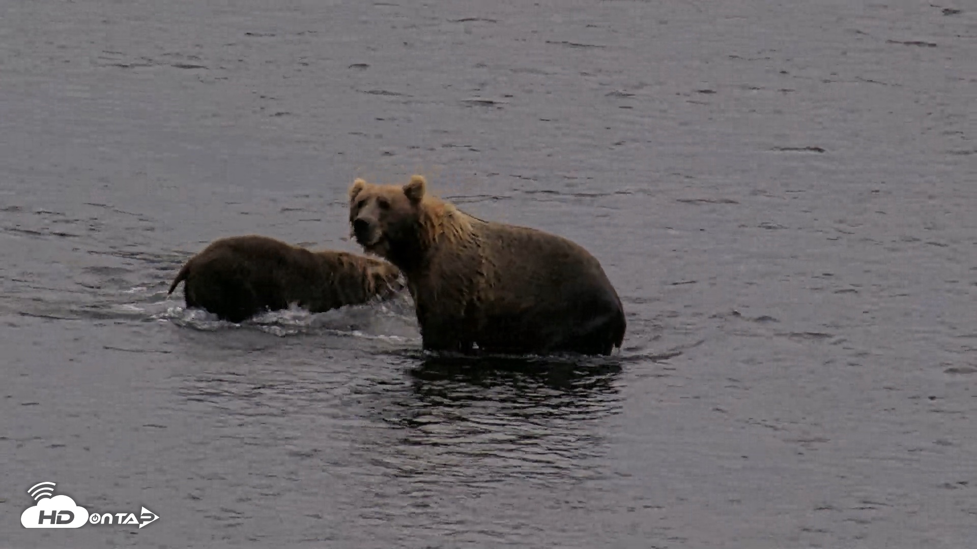 Snapshot of Kodiak Alaska Brown Bears Live Webcam taken Aug 17, 2026, 8:51pm AKDT