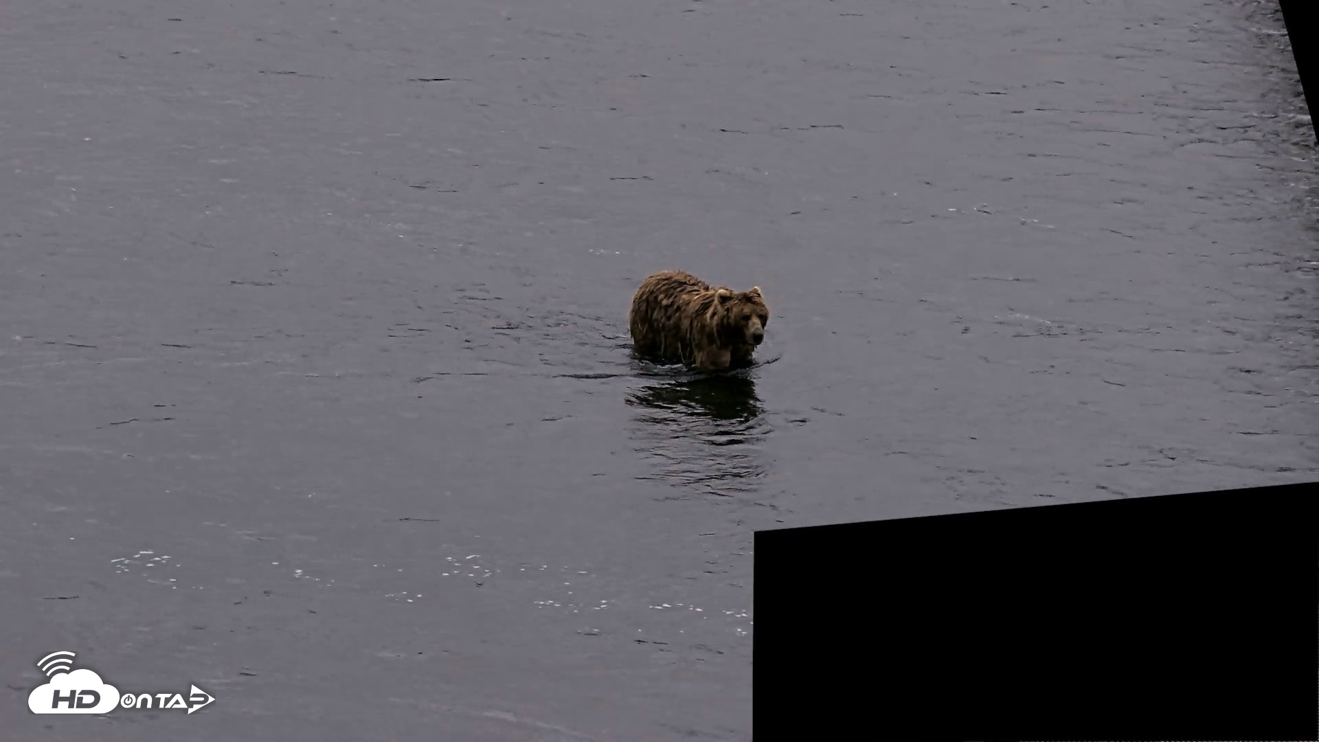 Snapshot of Kodiak Alaska Brown Bears Live Webcam taken Aug 2, 2026, 10:26pm AKDT