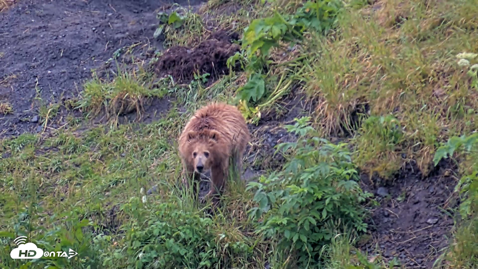 Snapshot of Kodiak Alaska Brown Bears Live Webcam taken Jul 27, 2026, 9:13pm AKDT