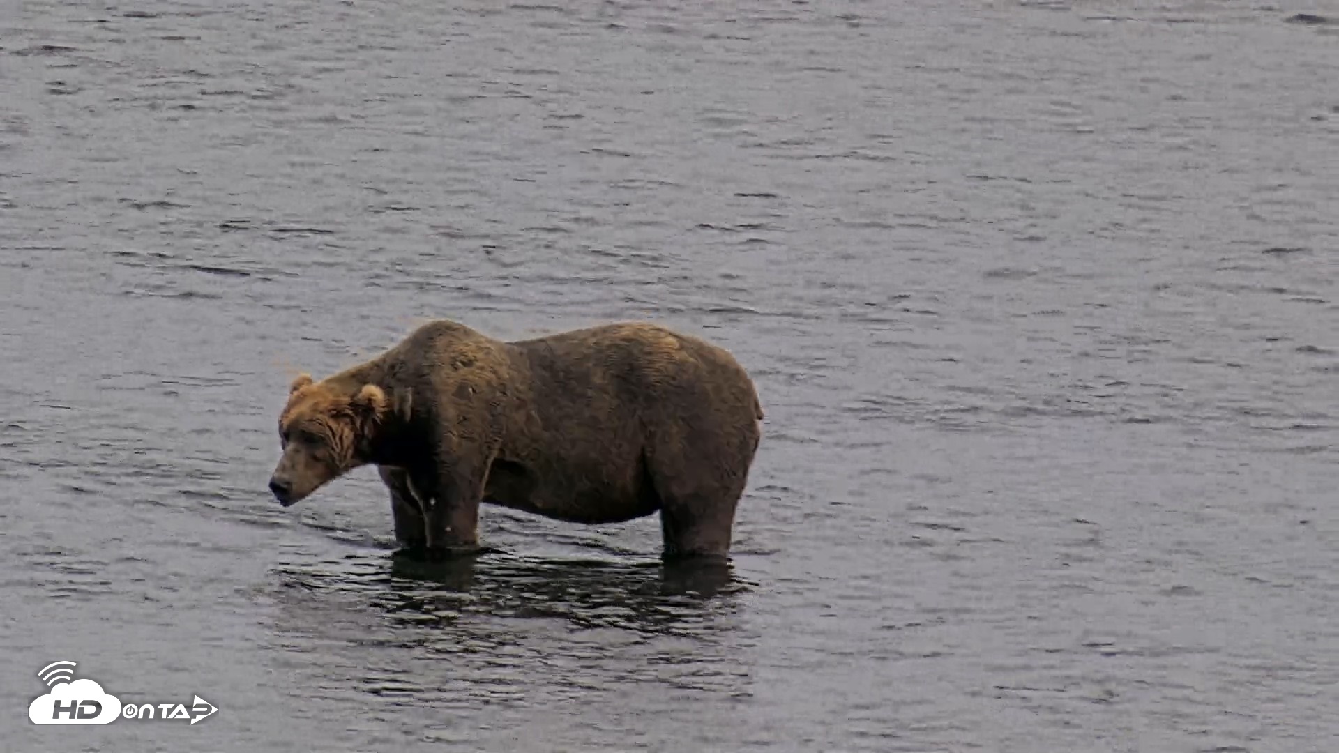 Snapshot of Kodiak Alaska Brown Bears Live Webcam taken Aug 10, 2026, 9:03pm AKDT