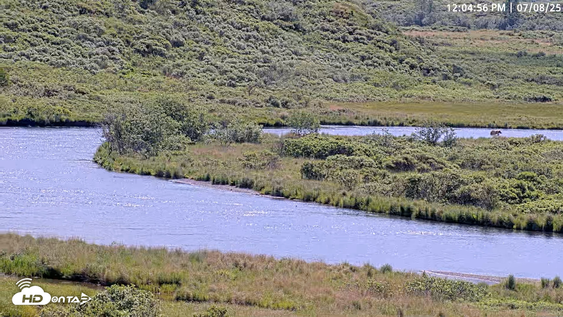 Snapshot of Kodiak Alaska Brown Bears Live Webcam taken Jul 8, 2025, 12:05pm AKDT