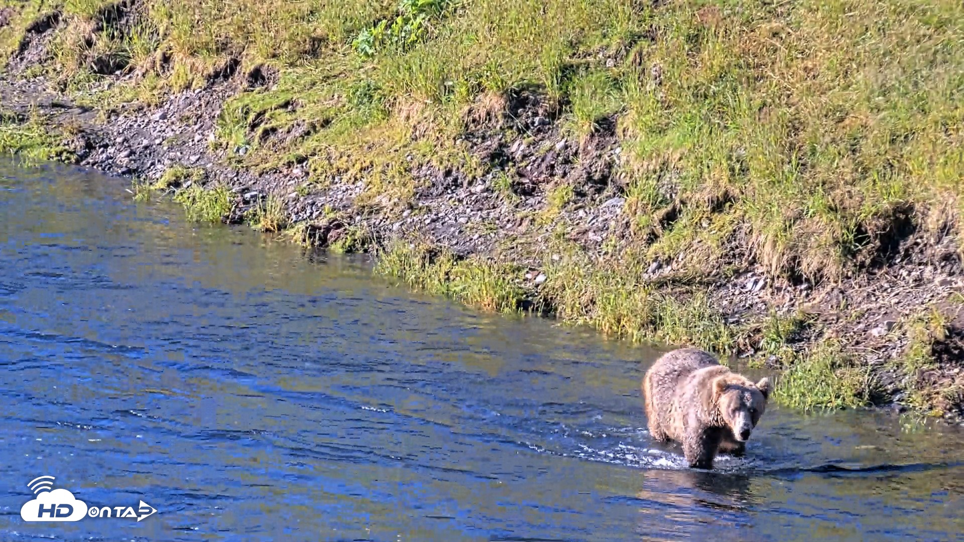 Snapshot of Kodiak Alaska Brown Bears Live Webcam taken Jul 31, 2026, 8:58am AKDT