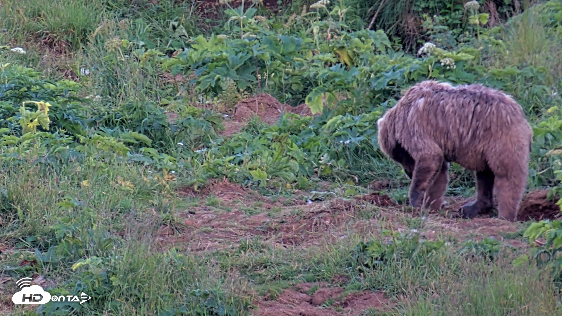 Snapshot of Kodiak Alaska Brown Bears Live Webcam taken Aug 1, 2026, 10:09pm AKDT