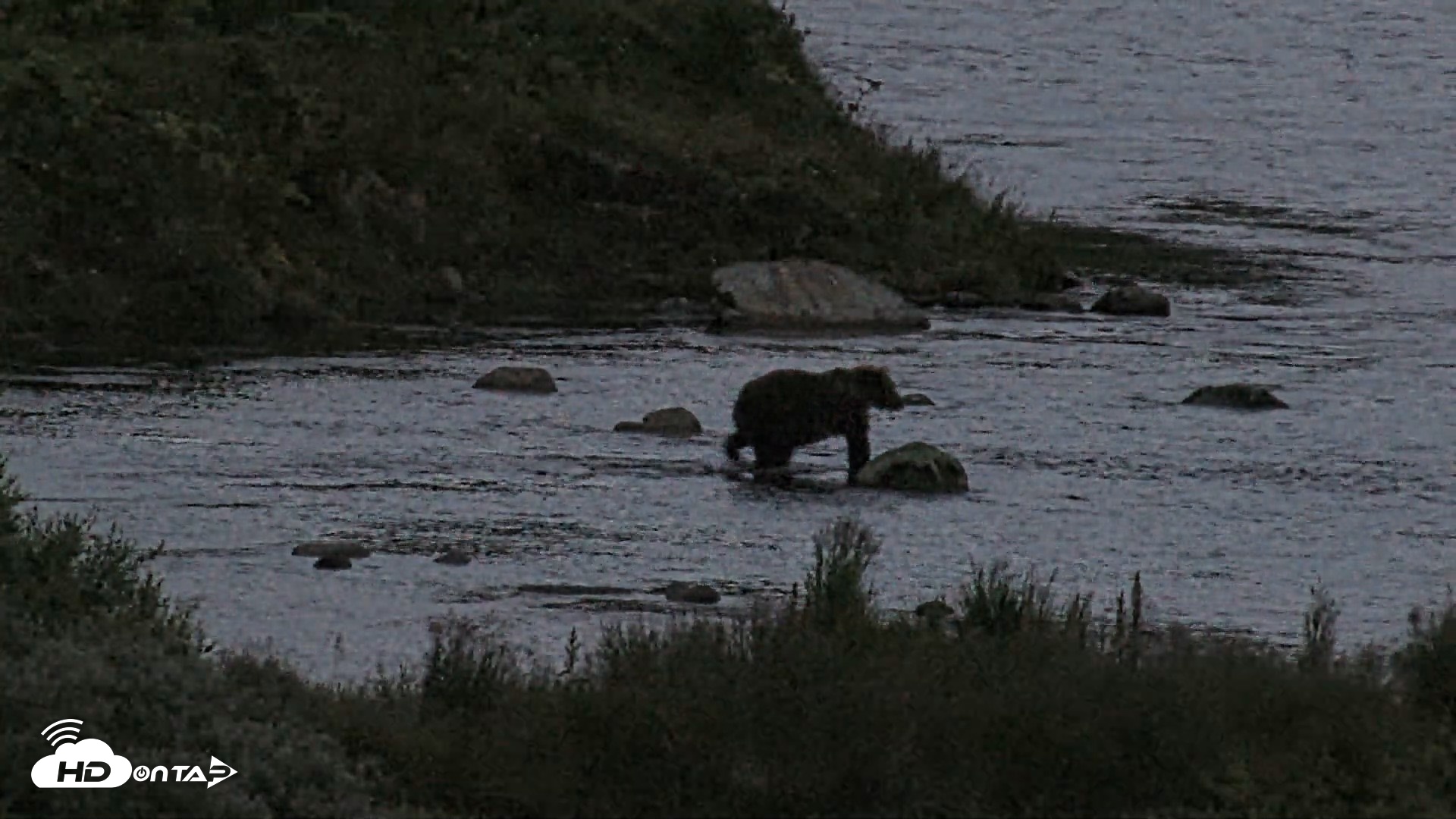 Snapshot of Kodiak Alaska Brown Bears Live Webcam taken Aug 12, 2026, 10:17pm AKDT