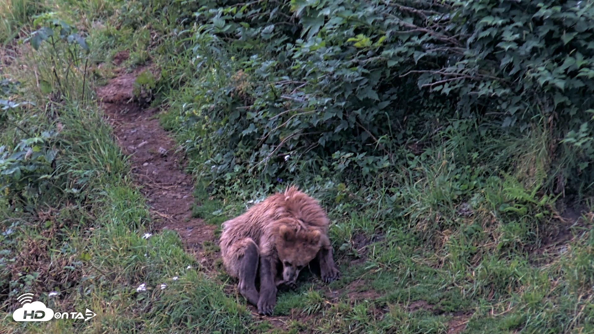 Snapshot of Kodiak Alaska Brown Bears Live Webcam taken Aug 12, 2026, 7:10am AKDT