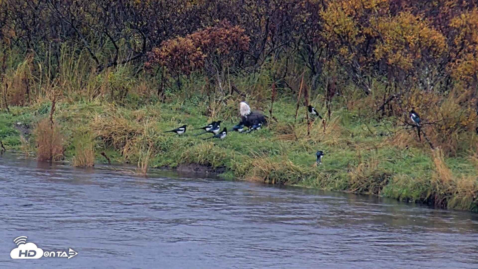 Snapshot of Kodiak Alaska Brown Bears Live Webcam taken Oct 5, 2026, 12:25pm AKDT