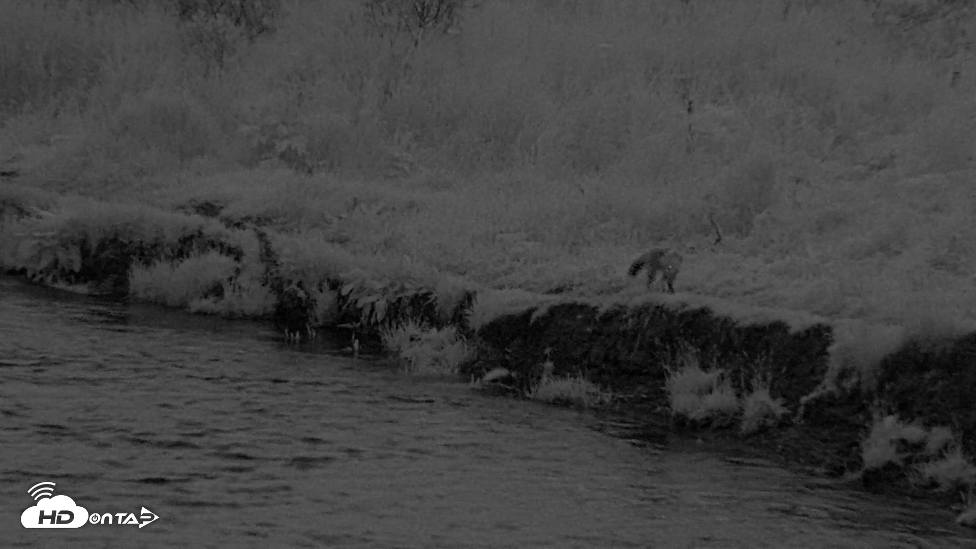 Snapshot of Kodiak Alaska Brown Bears Live Webcam taken Aug 18, 2026, 10:10pm AKDT