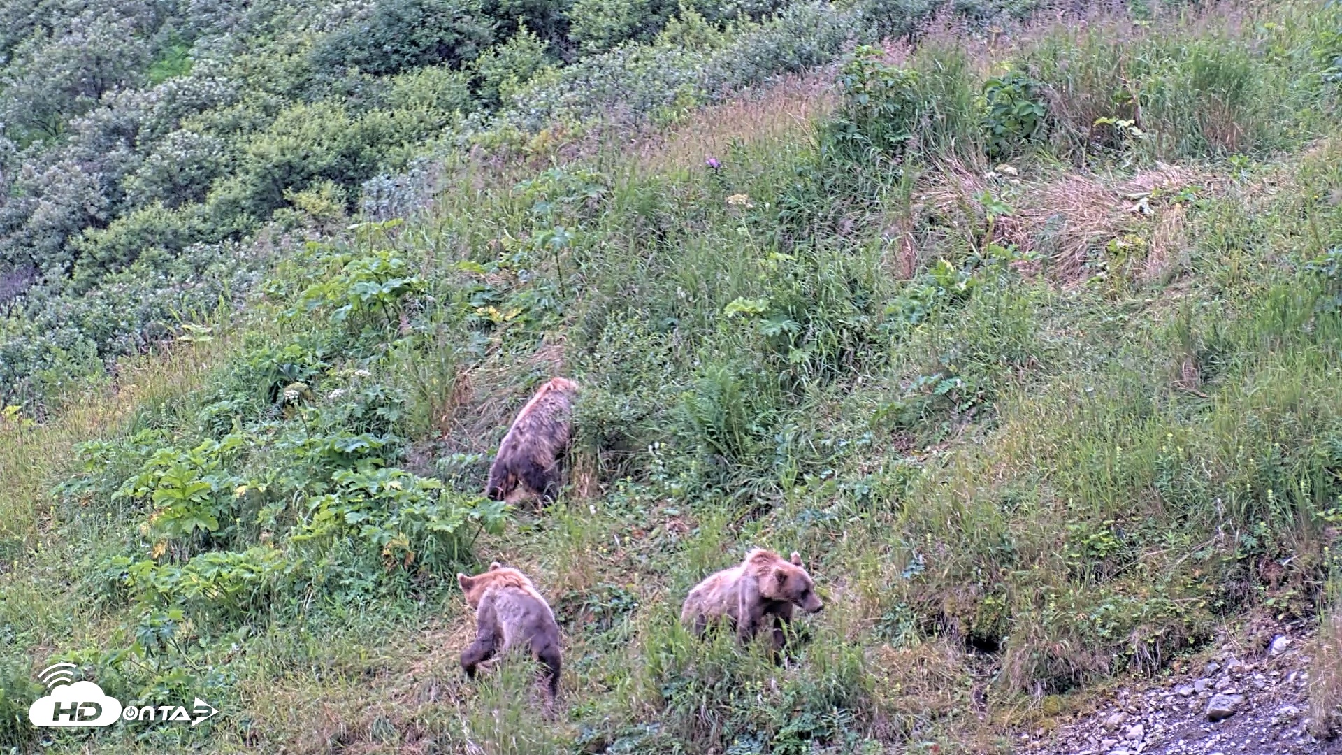 Snapshot of Kodiak Alaska Brown Bears Live Webcam taken Aug 6, 2026, 10:05am AKDT