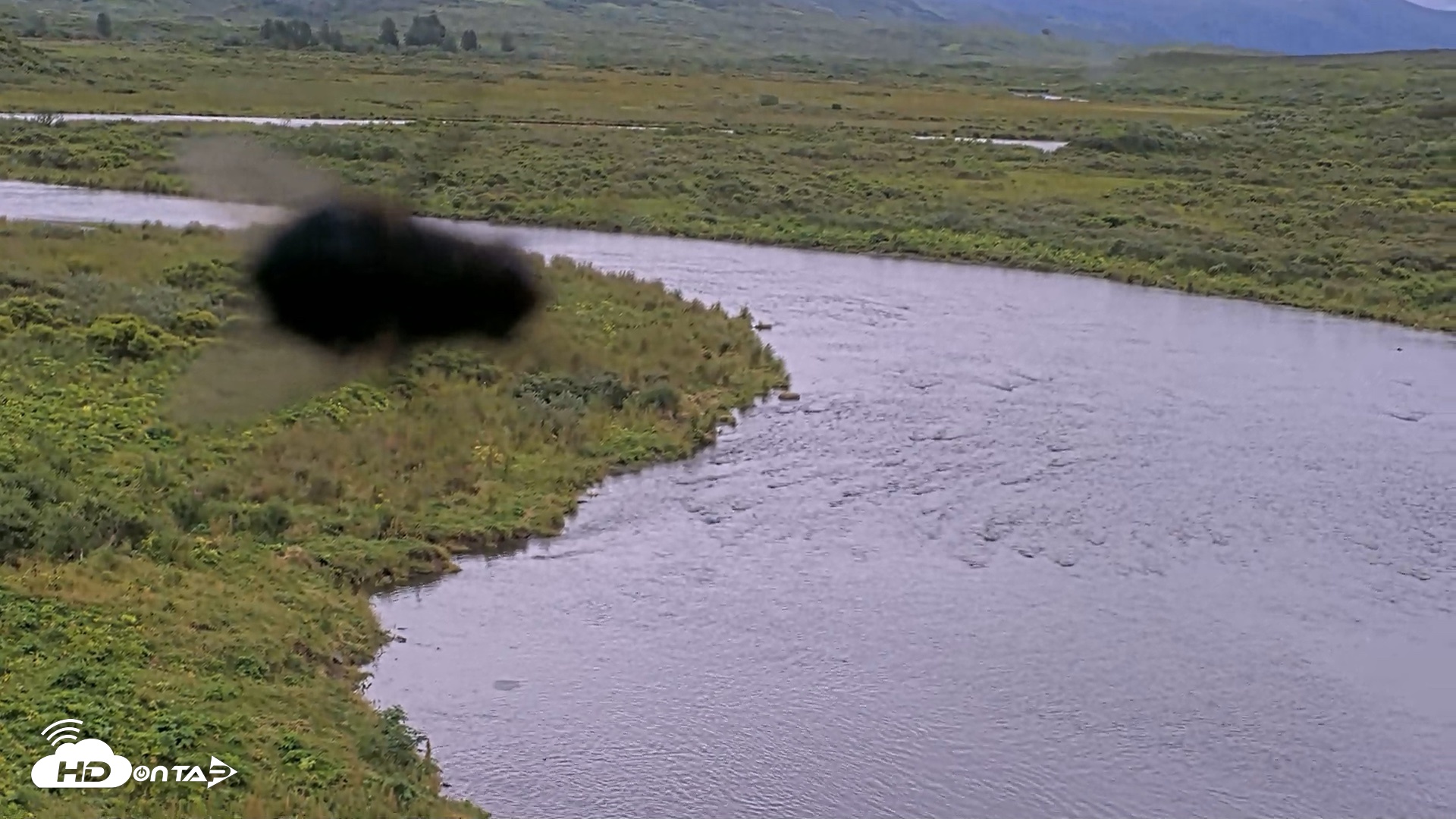 Snapshot of Kodiak Alaska Brown Bears Live Webcam taken Aug 19, 2026, 7:16pm AKDT