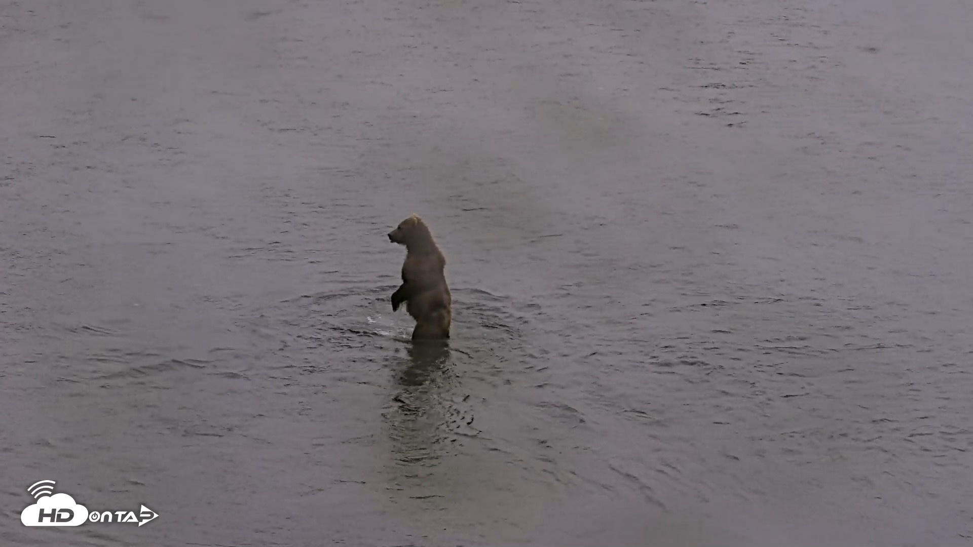 Snapshot of Kodiak Alaska Brown Bears Live Webcam taken Aug 4, 2026, 7:20am AKDT