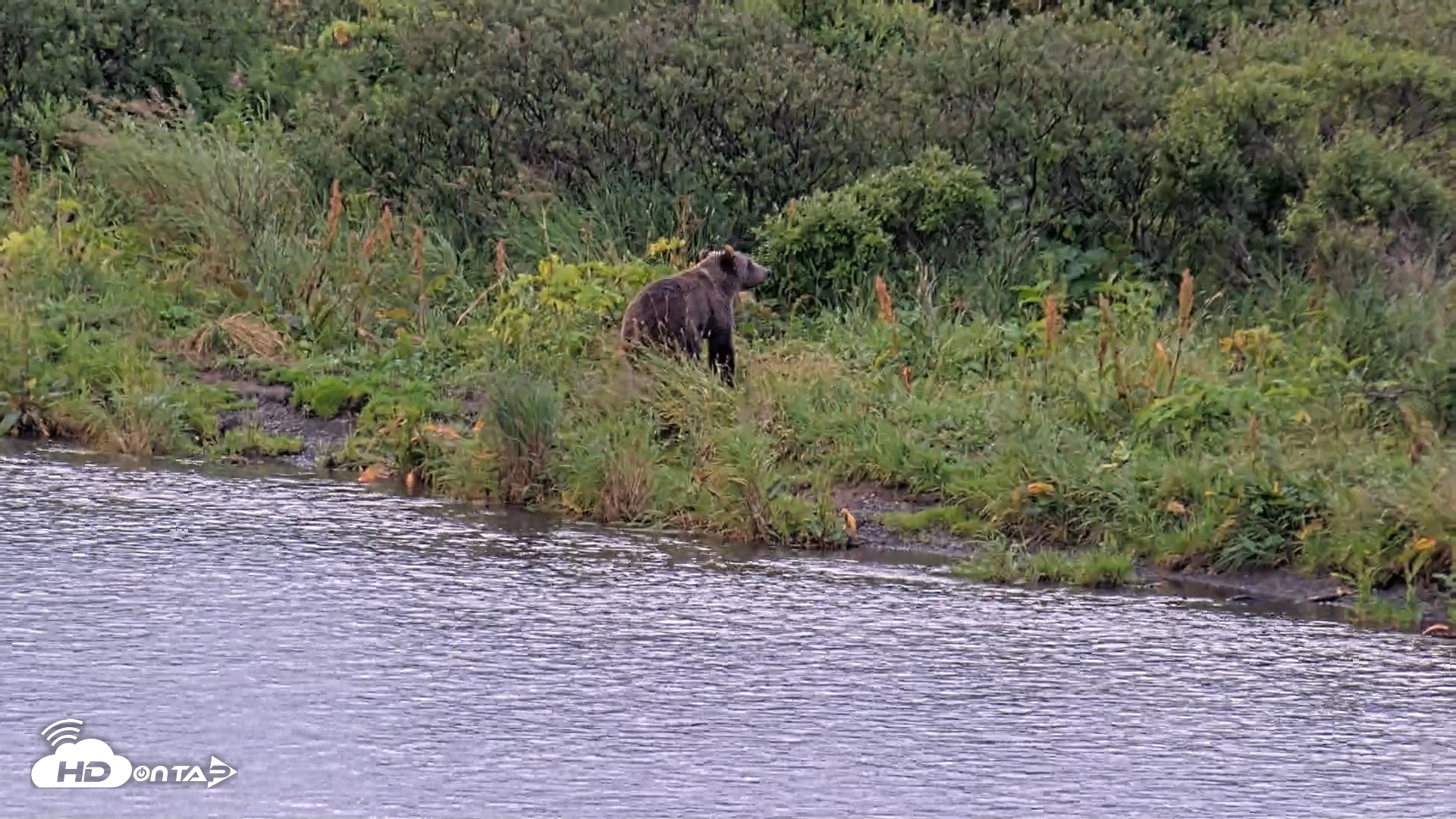 Snapshot of Kodiak Alaska Brown Bears Live Webcam taken Aug 22, 2026, 7:11pm AKDT