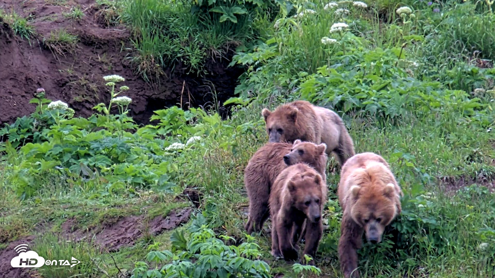 Snapshot of Kodiak Alaska Brown Bears Live Webcam taken Jul 22, 2026, 4:47pm AKDT