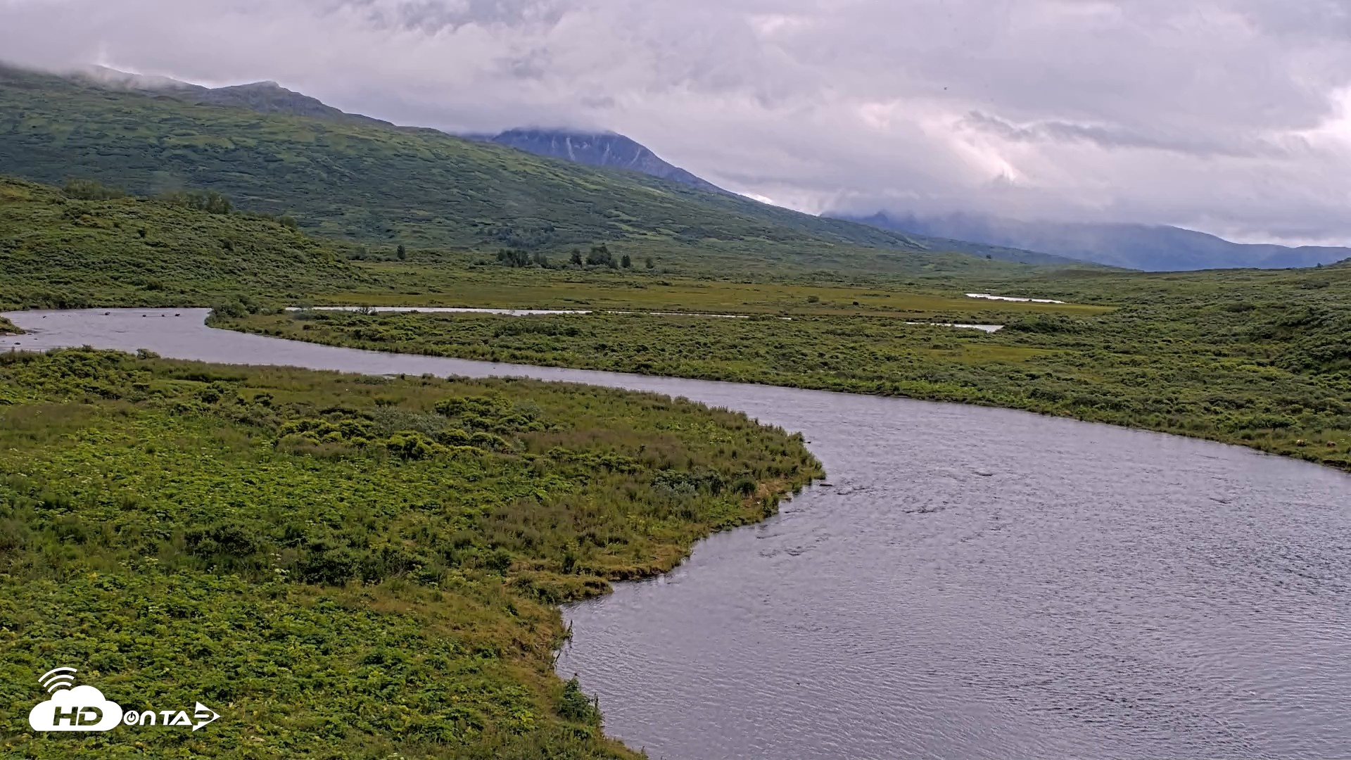 Snapshot of Kodiak Alaska Brown Bears Live Webcam taken Aug 6, 2026, 12:28pm AKDT