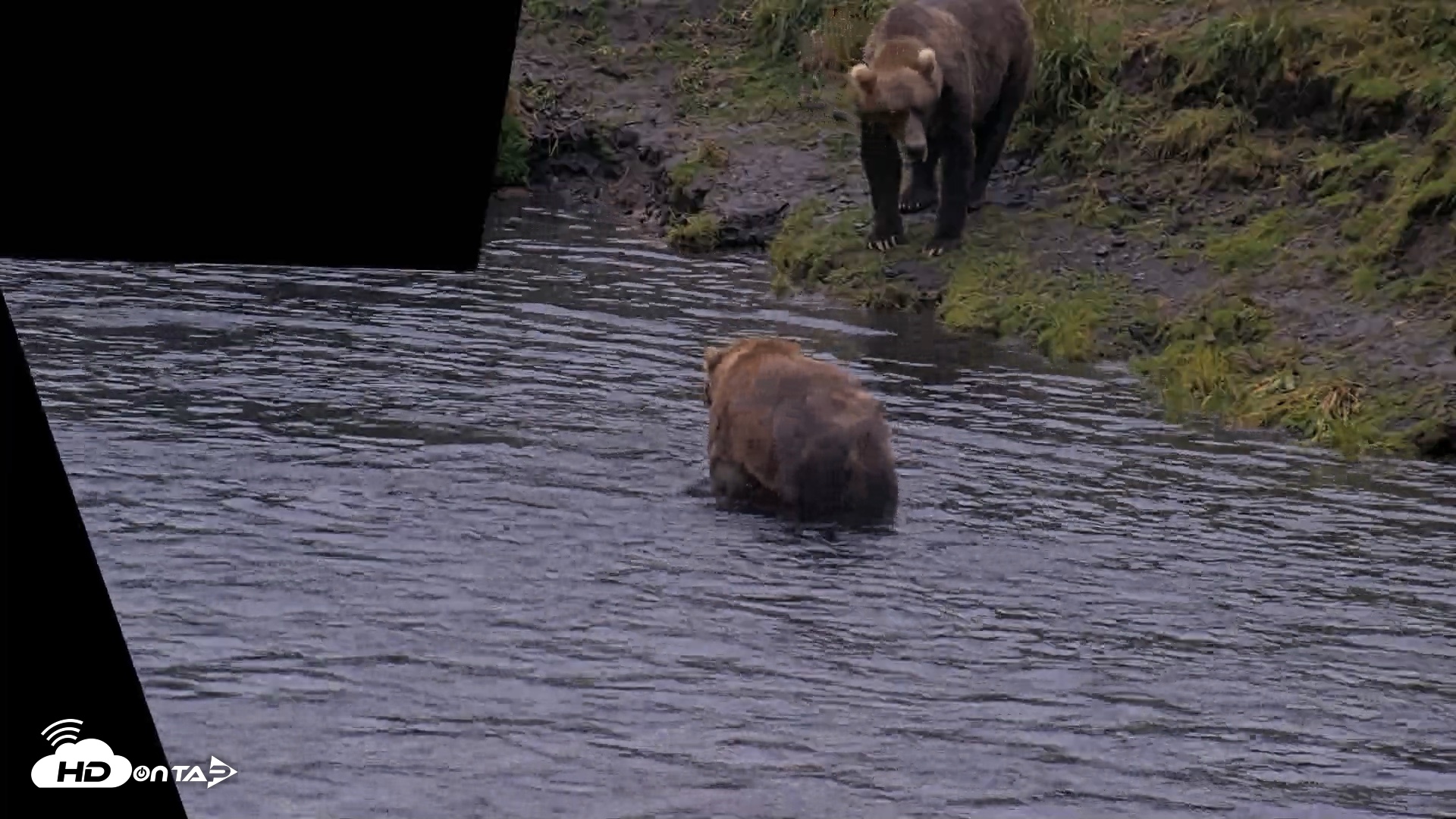 Snapshot of Kodiak Alaska Brown Bears Live Webcam taken Aug 4, 2026, 6:58am AKDT