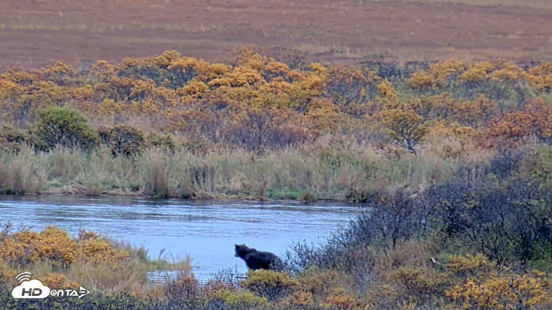 Snapshot of Kodiak Alaska Brown Bears Live Webcam taken Oct 6, 2026, 4:02pm AKDT