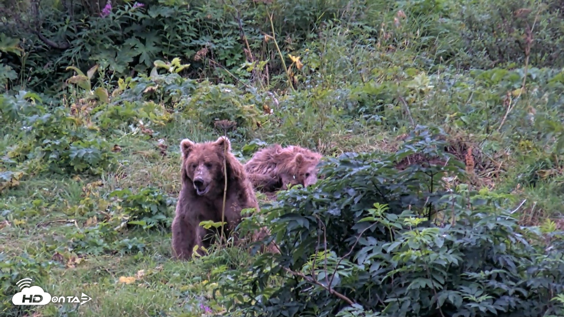 Snapshot of Kodiak Alaska Brown Bears Live Webcam taken Aug 19, 2026, 7:39pm AKDT