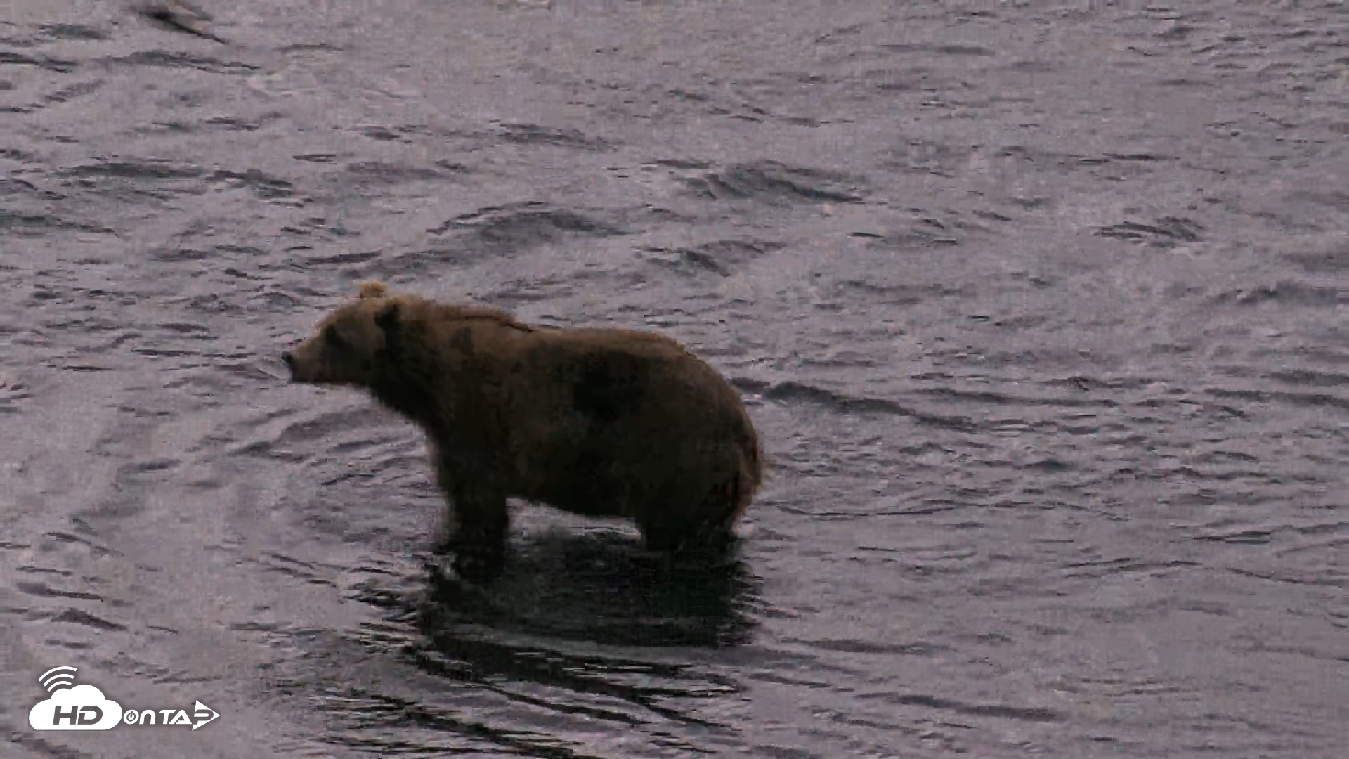 Snapshot of Kodiak Alaska Brown Bears Live Webcam taken Aug 13, 2026, 6:31am AKDT