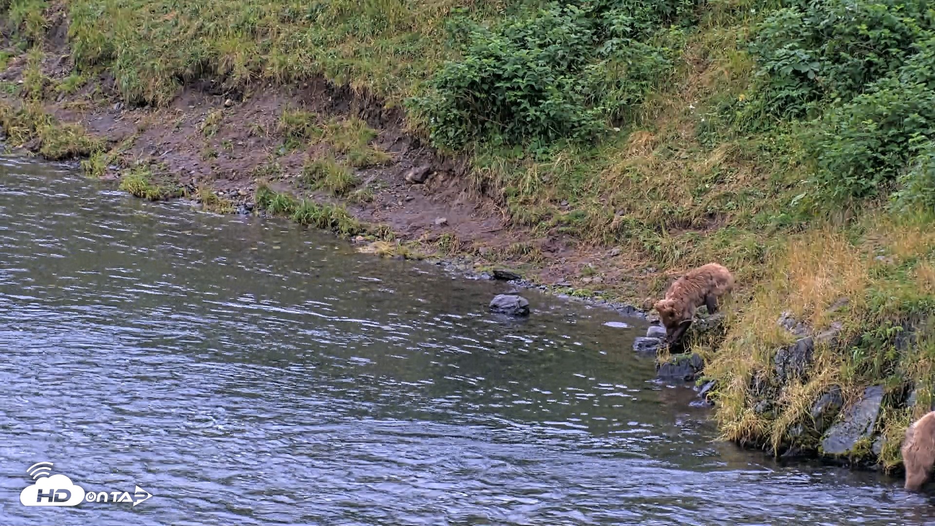 Snapshot of Kodiak Alaska Brown Bears Live Webcam taken Aug 13, 2026, 8:28pm AKDT
