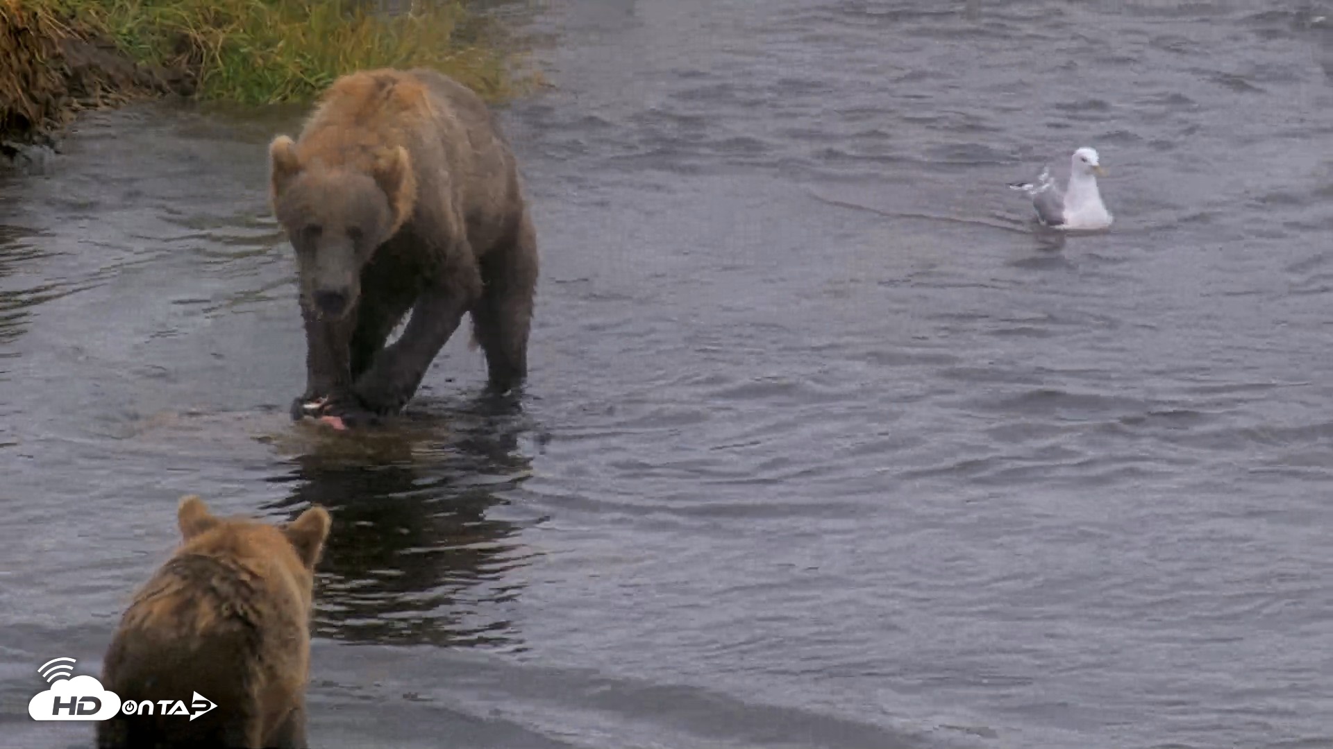 Snapshot of Kodiak Alaska Brown Bears Live Webcam taken Aug 13, 2026, 4:49pm AKDT