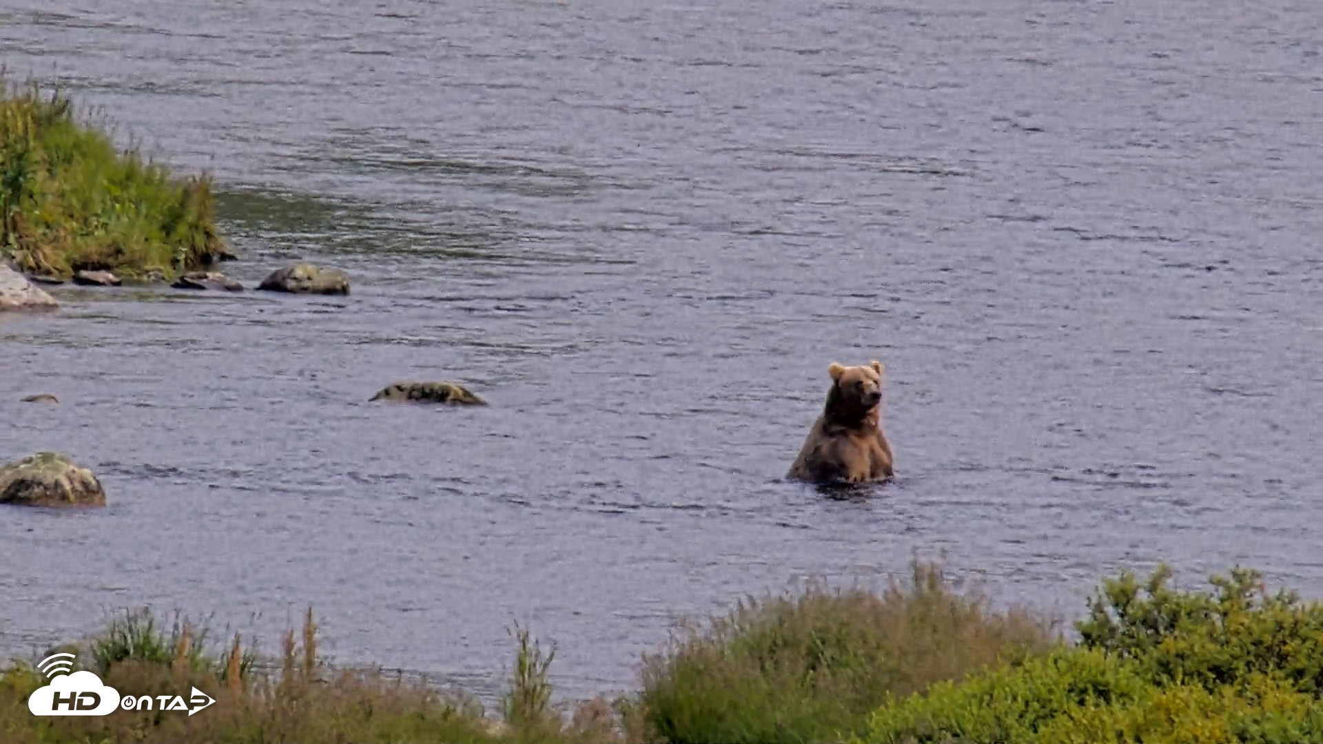 Snapshot of Kodiak Alaska Brown Bears Live Webcam taken Aug 9, 2026, 3:35pm AKDT