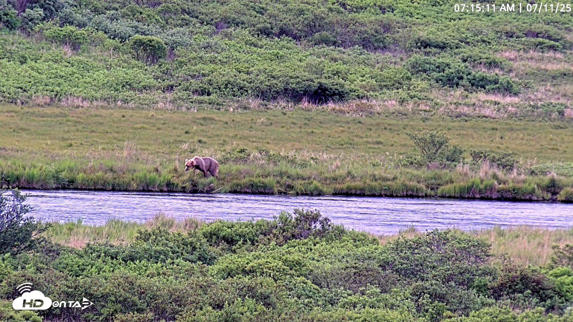 Snapshot of Kodiak Alaska Brown Bears Live Webcam taken Jul 11, 2025, 7:15am AKDT