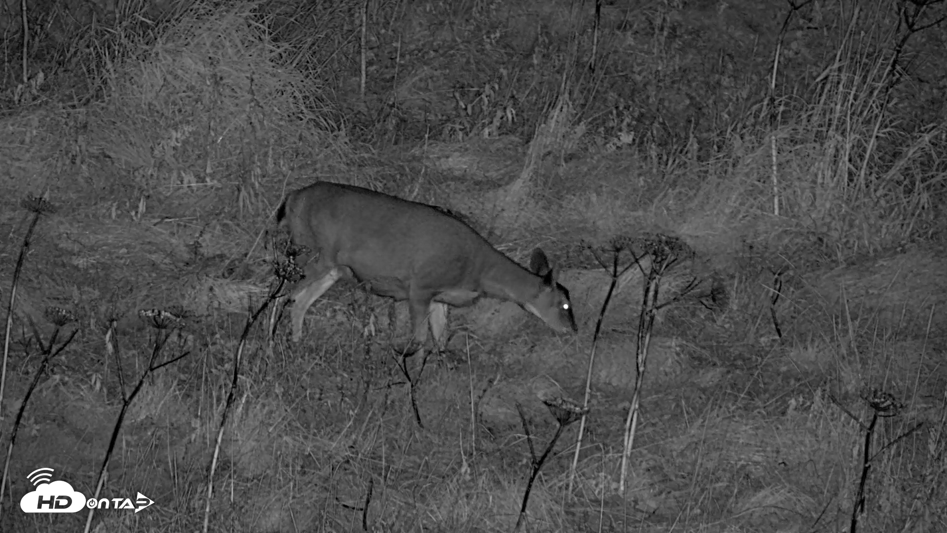 Snapshot of Kodiak Alaska Brown Bears Live Webcam taken Oct 7, 2026, 10:52pm AKDT