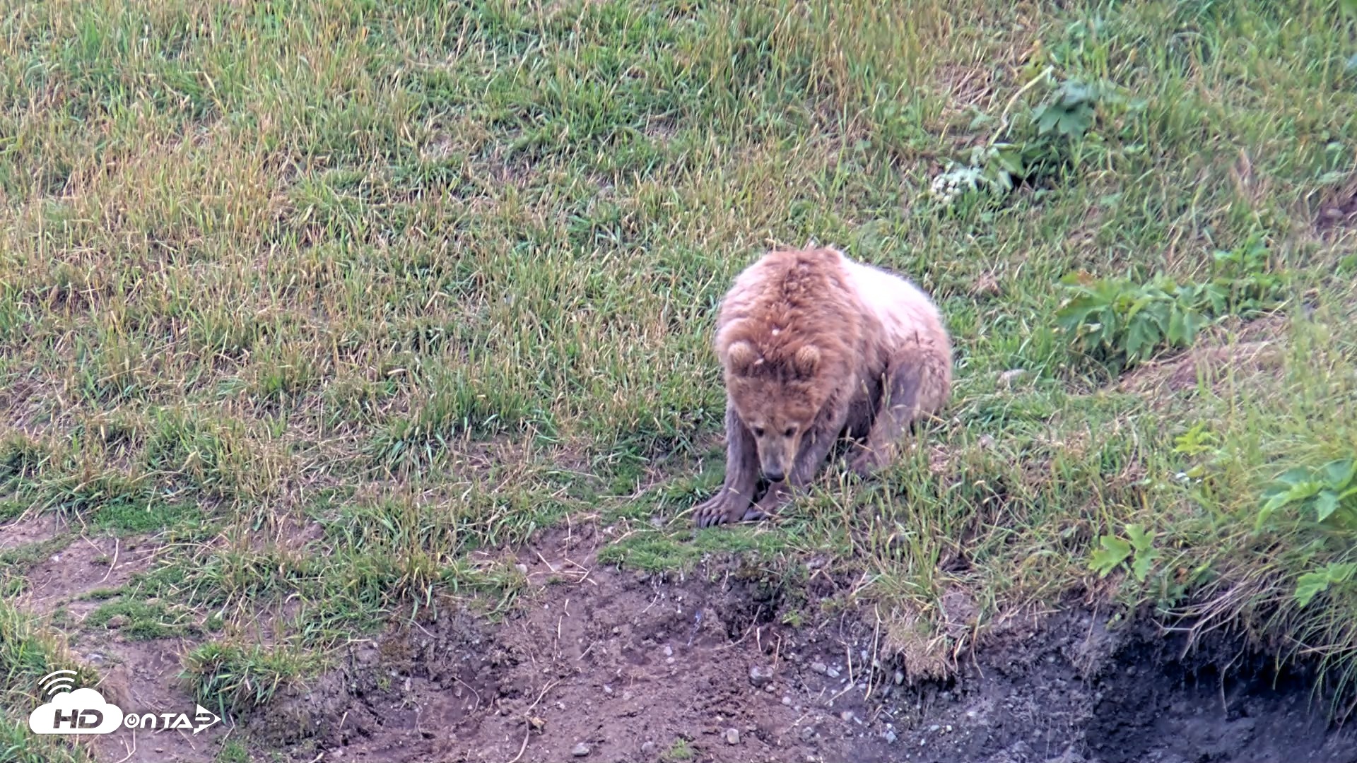 Snapshot of Kodiak Alaska Brown Bears Live Webcam taken Aug 2, 2026, 7:48pm AKDT