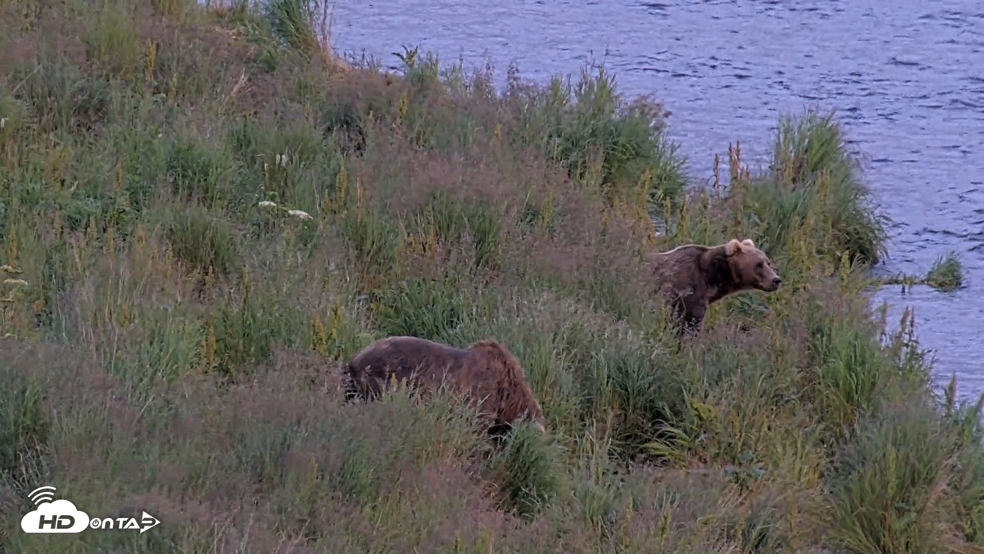 Snapshot of Kodiak Alaska Brown Bears Live Webcam taken Aug 7, 2026, 9:49pm AKDT