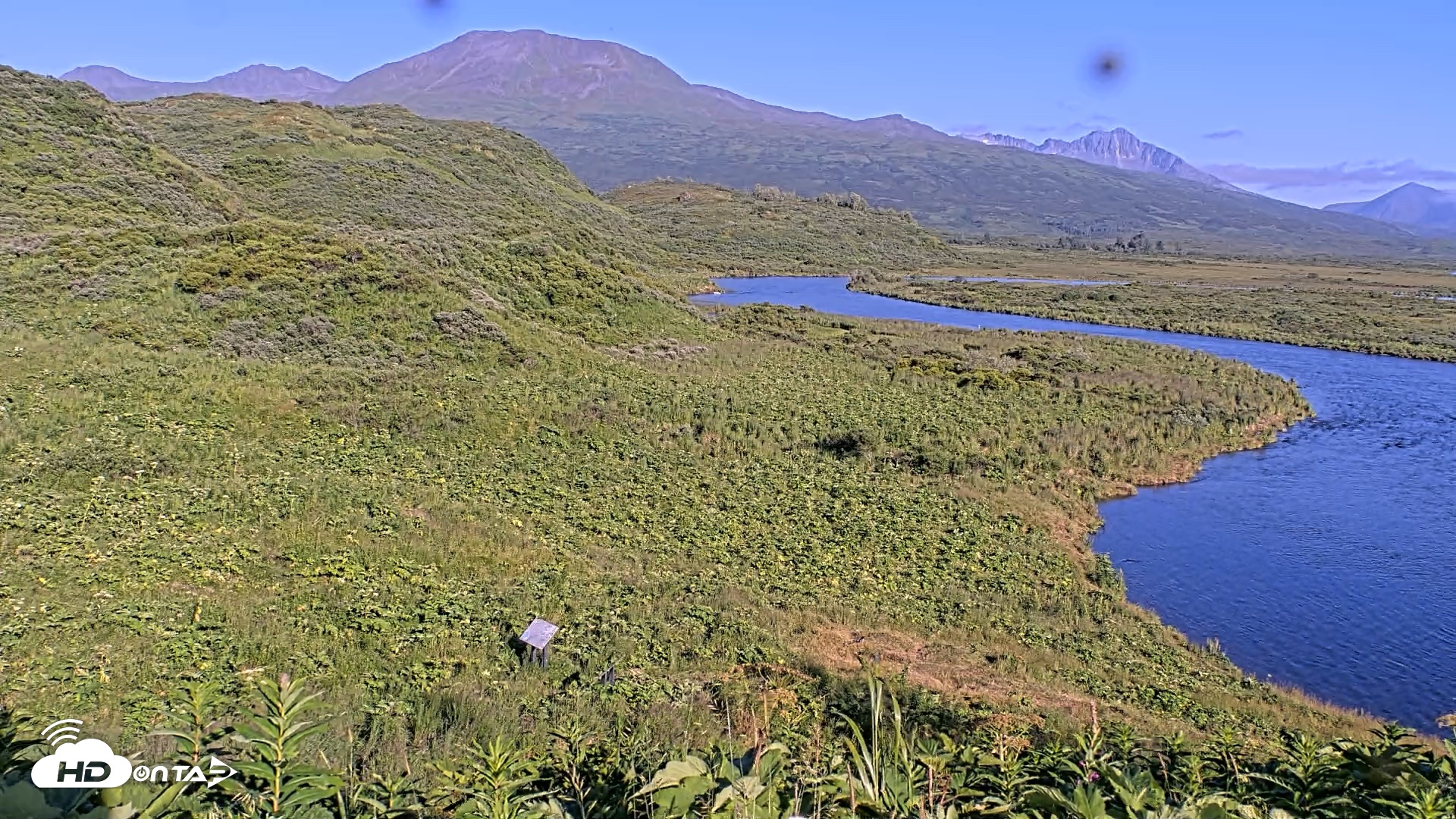 Snapshot of Kodiak Alaska Brown Bears Live Webcam taken Jul 31, 2026, 7:23pm AKDT
