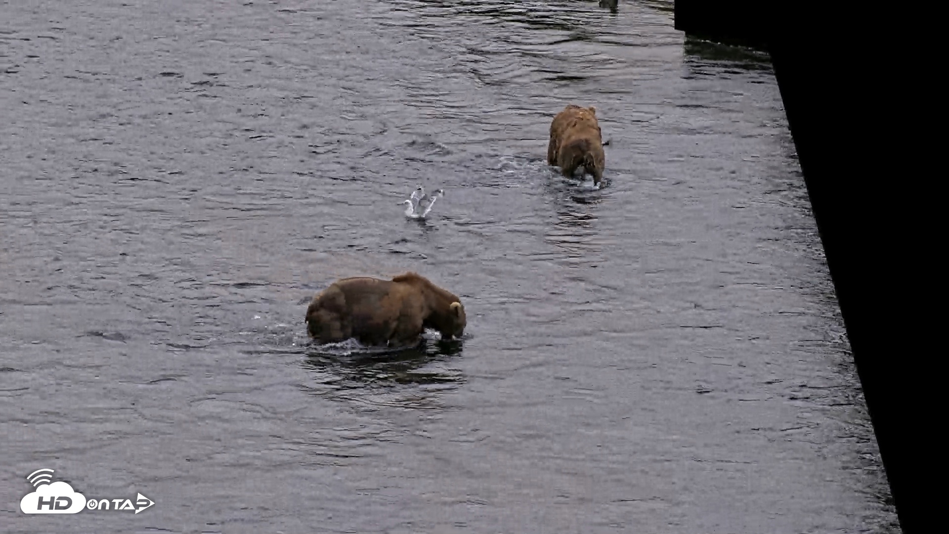 Snapshot of Kodiak Alaska Brown Bears Live Webcam taken Aug 3, 2026, 6:40am AKDT