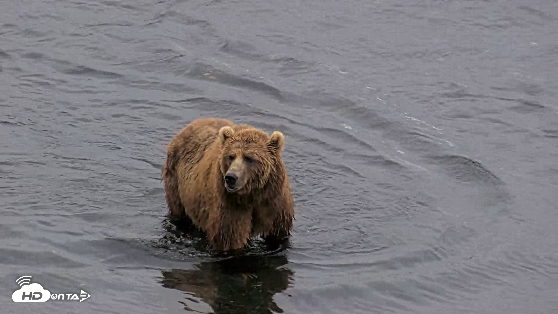 Snapshot of Kodiak Alaska Brown Bears Live Webcam taken Aug 5, 2026, 7:05am AKDT