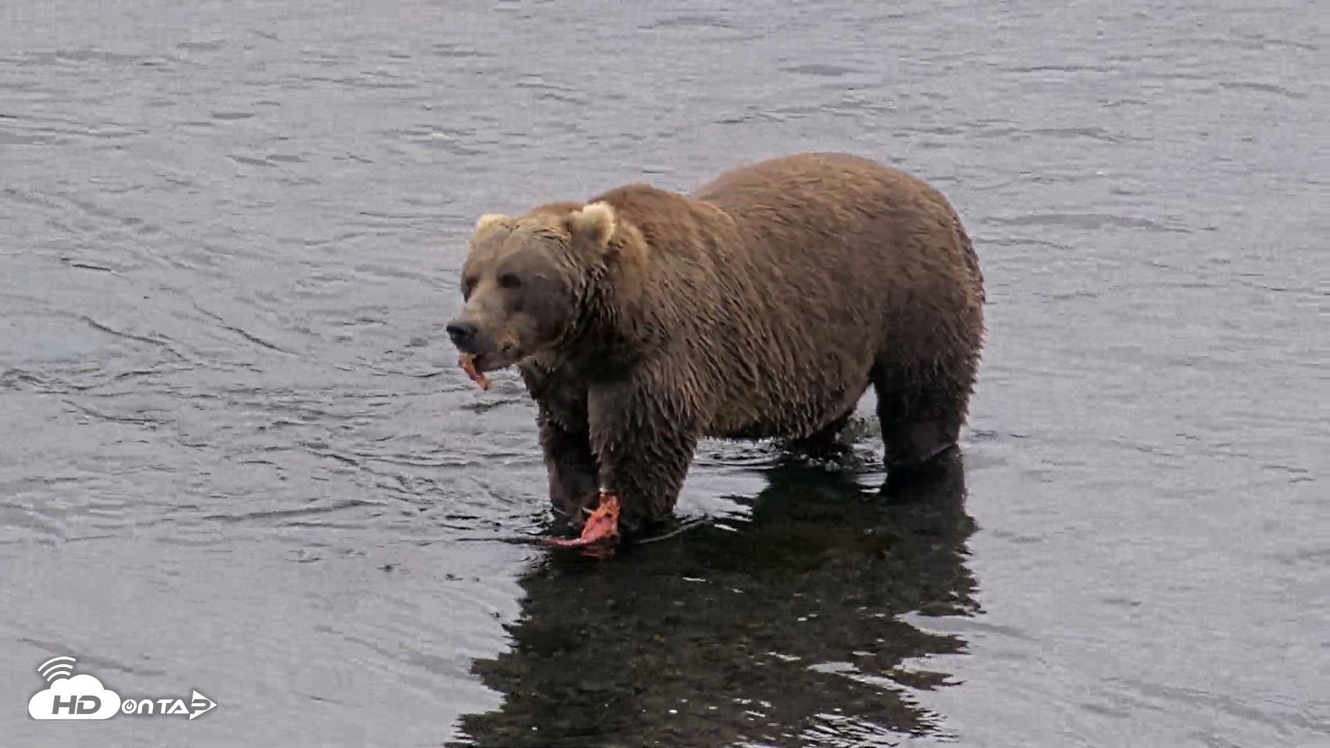 Snapshot of Kodiak Alaska Brown Bears Live Webcam taken Aug 18, 2026, 4:58pm AKDT