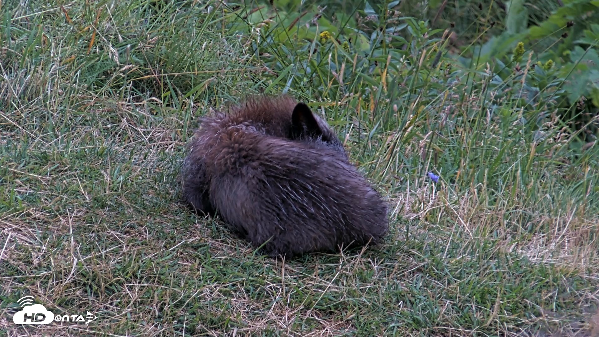 Snapshot of Kodiak Alaska Brown Bears Live Webcam taken Aug 6, 2026, 6:39am AKDT