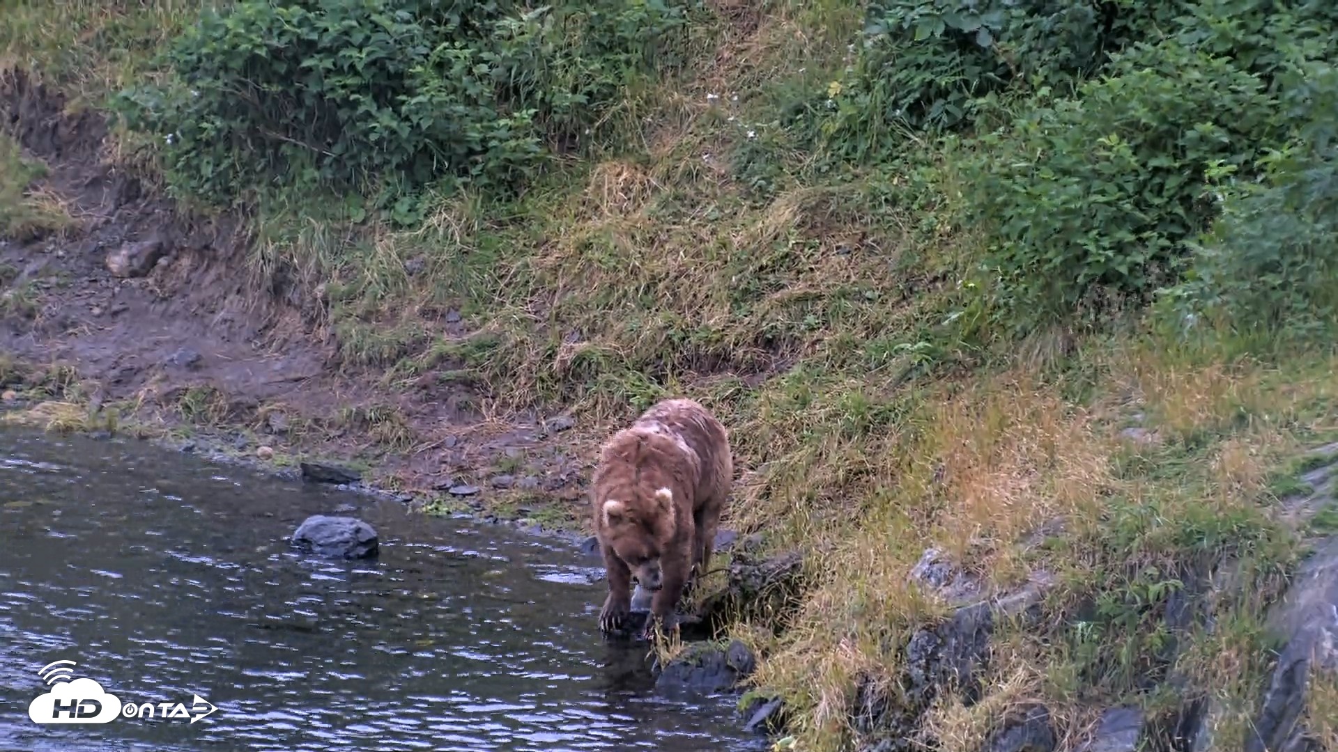 Snapshot of Kodiak Alaska Brown Bears Live Webcam taken Aug 12, 2026, 8:40pm AKDT