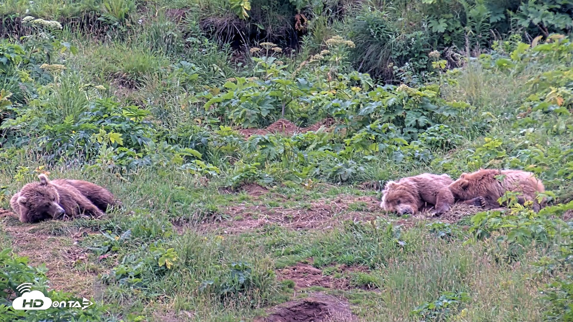 Snapshot of Kodiak Alaska Brown Bears Live Webcam taken Aug 6, 2026, 8:04pm AKDT