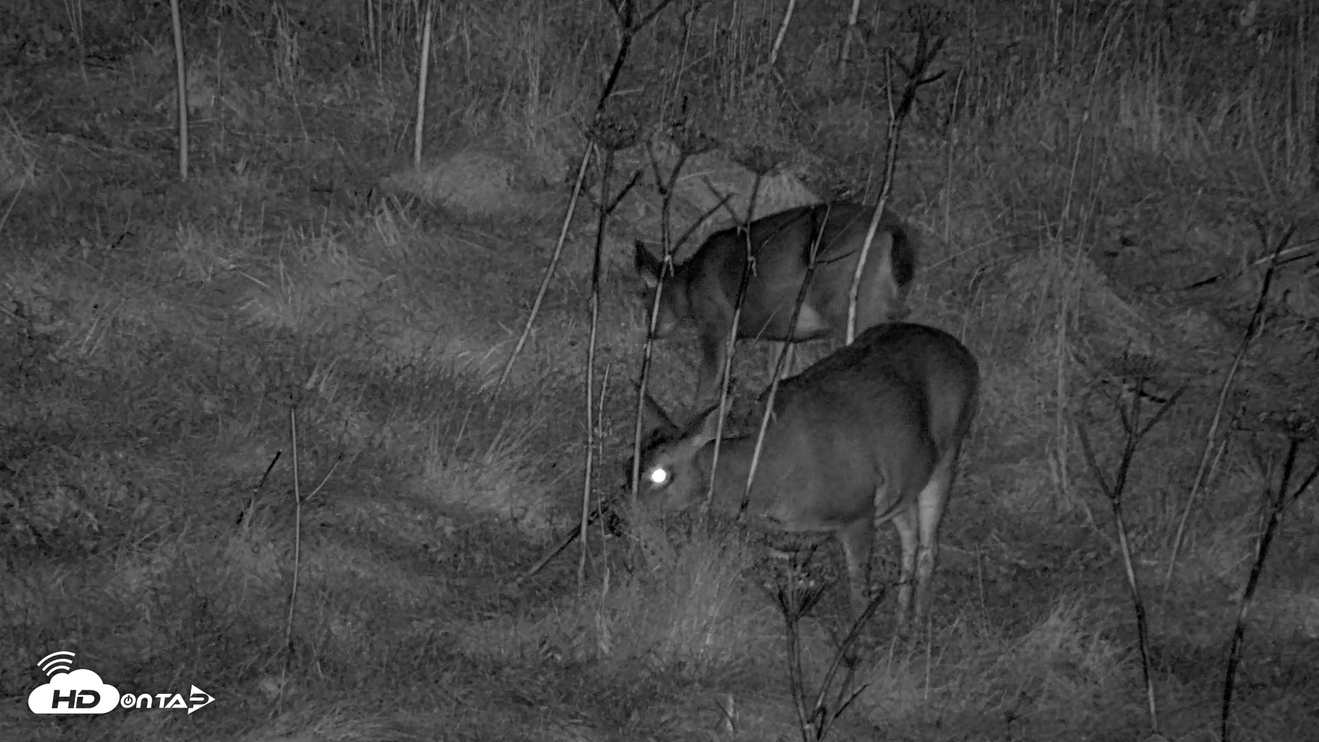 Snapshot of Kodiak Alaska Brown Bears Live Webcam taken Oct 7, 2026, 10:23pm AKDT