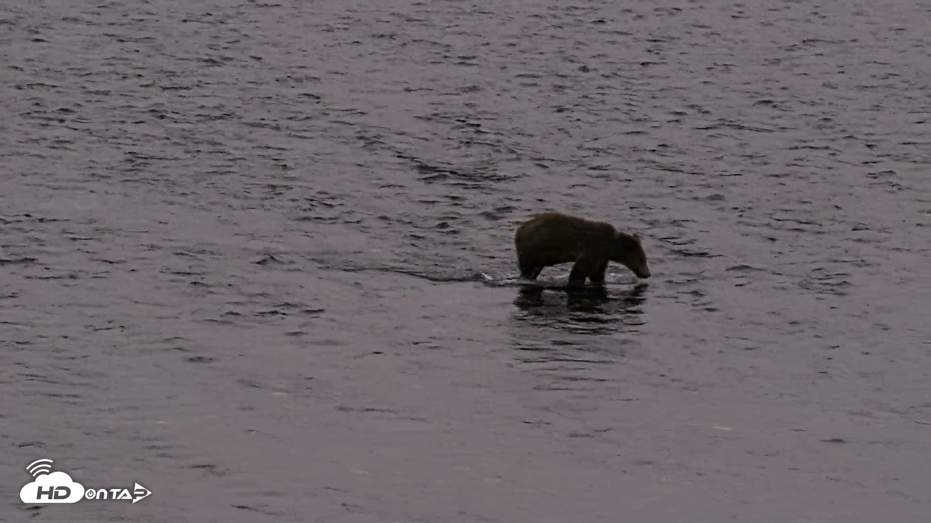 Snapshot of Kodiak Alaska Brown Bears Live Webcam taken Aug 17, 2026, 9:40pm AKDT