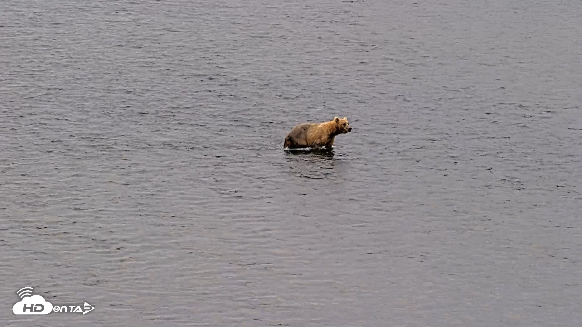 Snapshot of Kodiak Alaska Brown Bears Live Webcam taken Aug 6, 2026, 10:21am AKDT