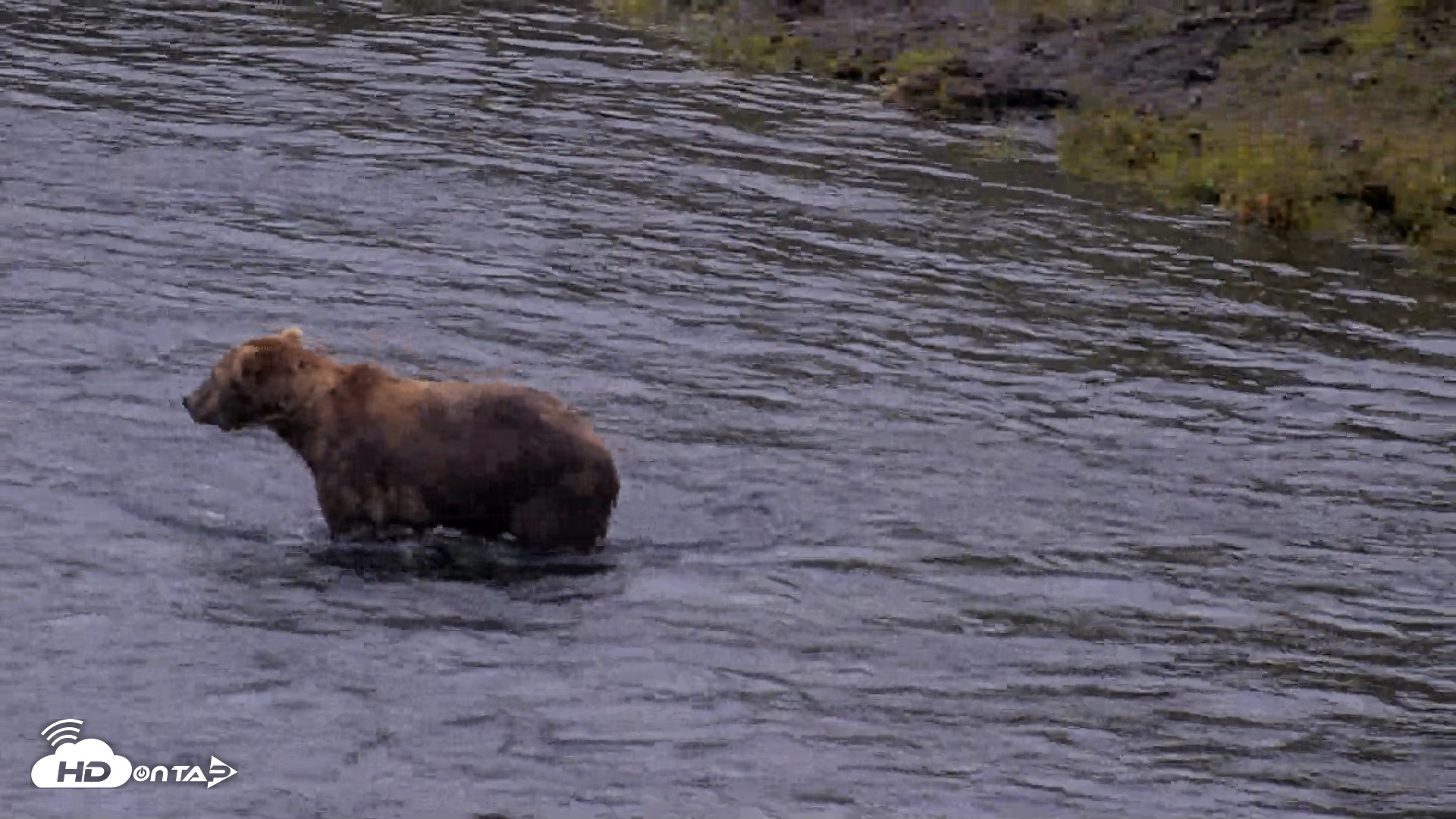Snapshot of Kodiak Alaska Brown Bears Live Webcam taken Aug 4, 2026, 6:57am AKDT