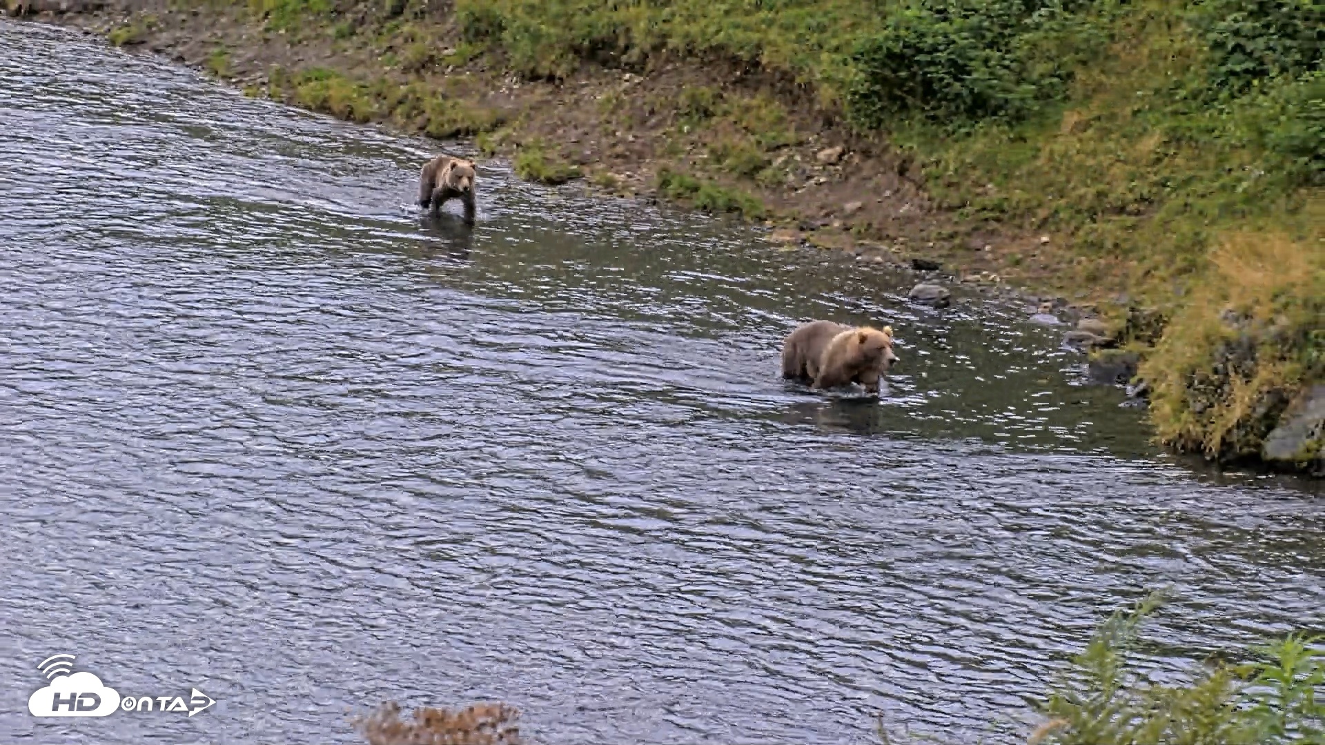 Snapshot of Kodiak Alaska Brown Bears Live Webcam taken Aug 20, 2026, 7:19pm AKDT