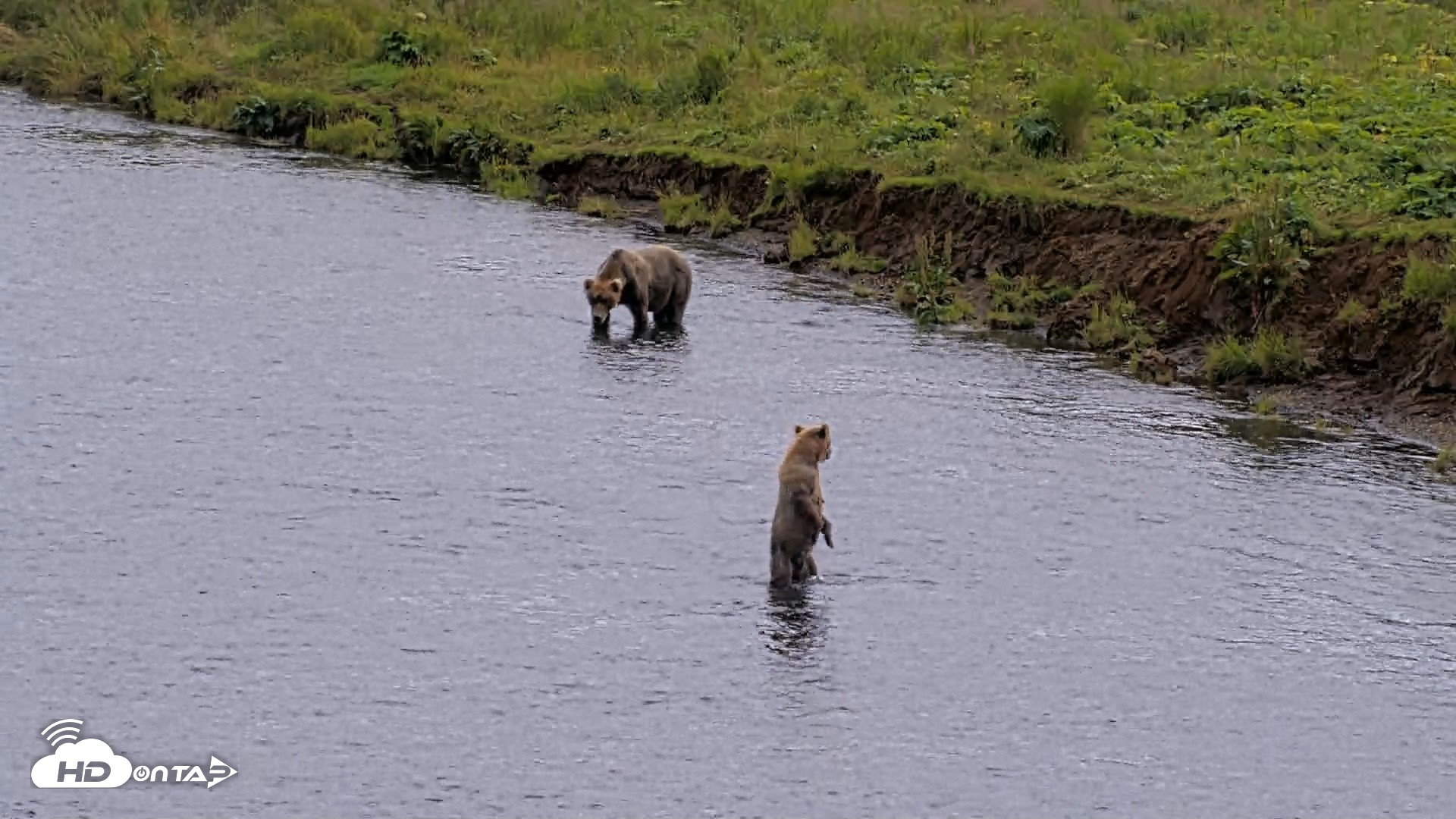 Snapshot of Kodiak Alaska Brown Bears Live Webcam taken Aug 11, 2026, 4:30pm AKDT