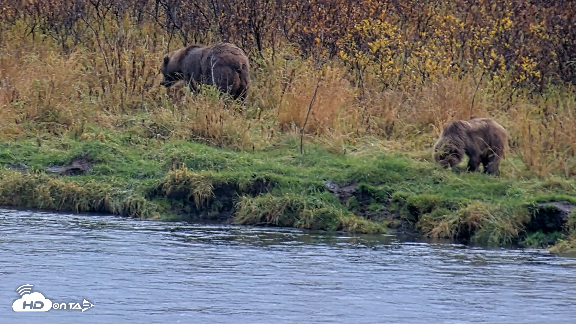 Snapshot of Kodiak Alaska Brown Bears Live Webcam taken Oct 12, 2026, 4:27pm AKDT