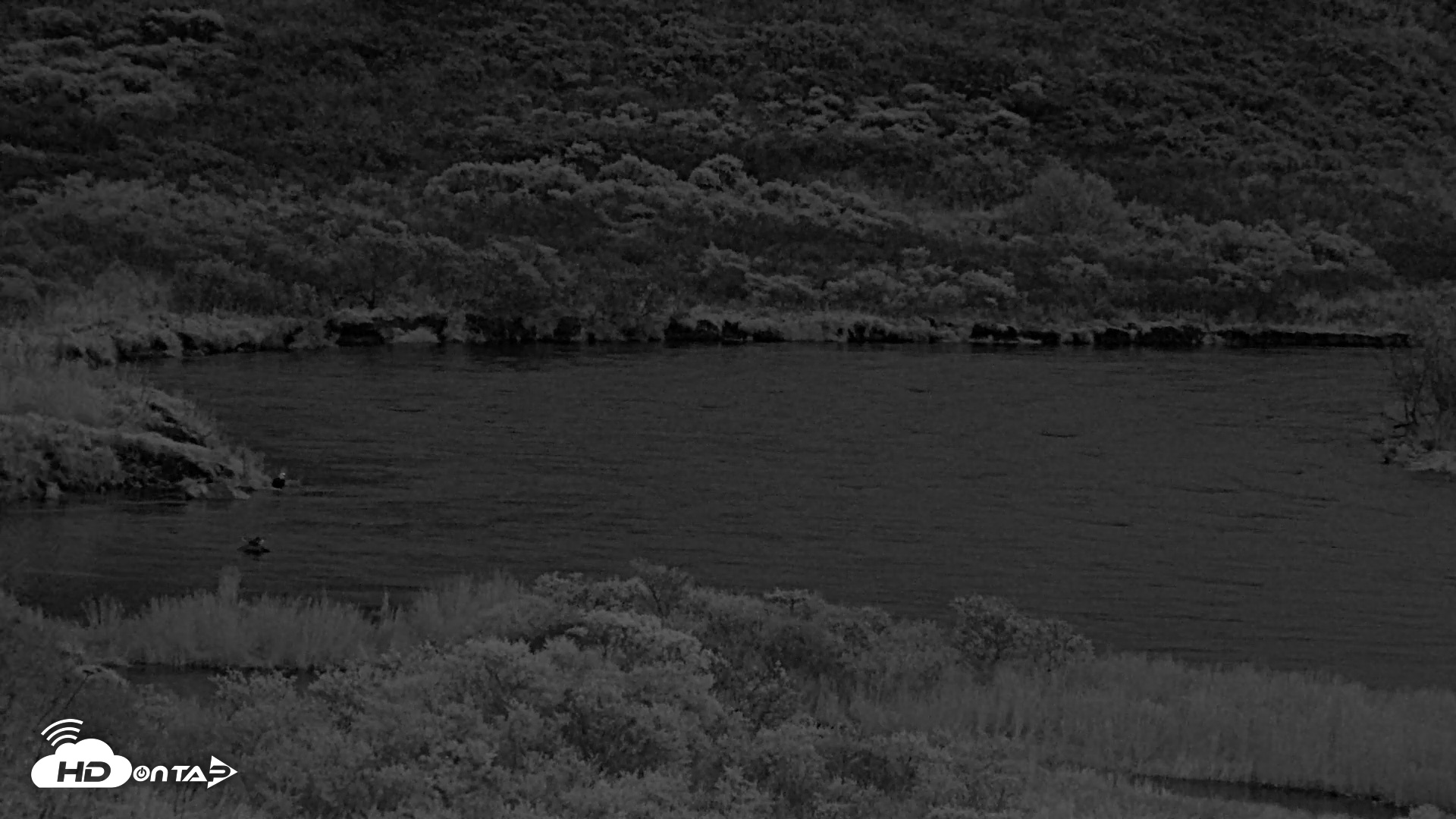 Snapshot of Kodiak Alaska Brown Bears Live Webcam taken Oct 5, 2026, 8:14pm AKDT