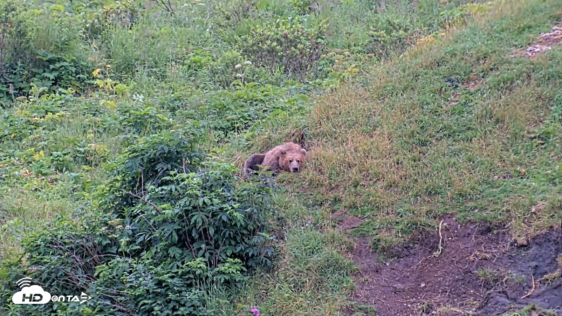 Snapshot of Kodiak Alaska Brown Bears Live Webcam taken Aug 7, 2026, 9:24am AKDT
