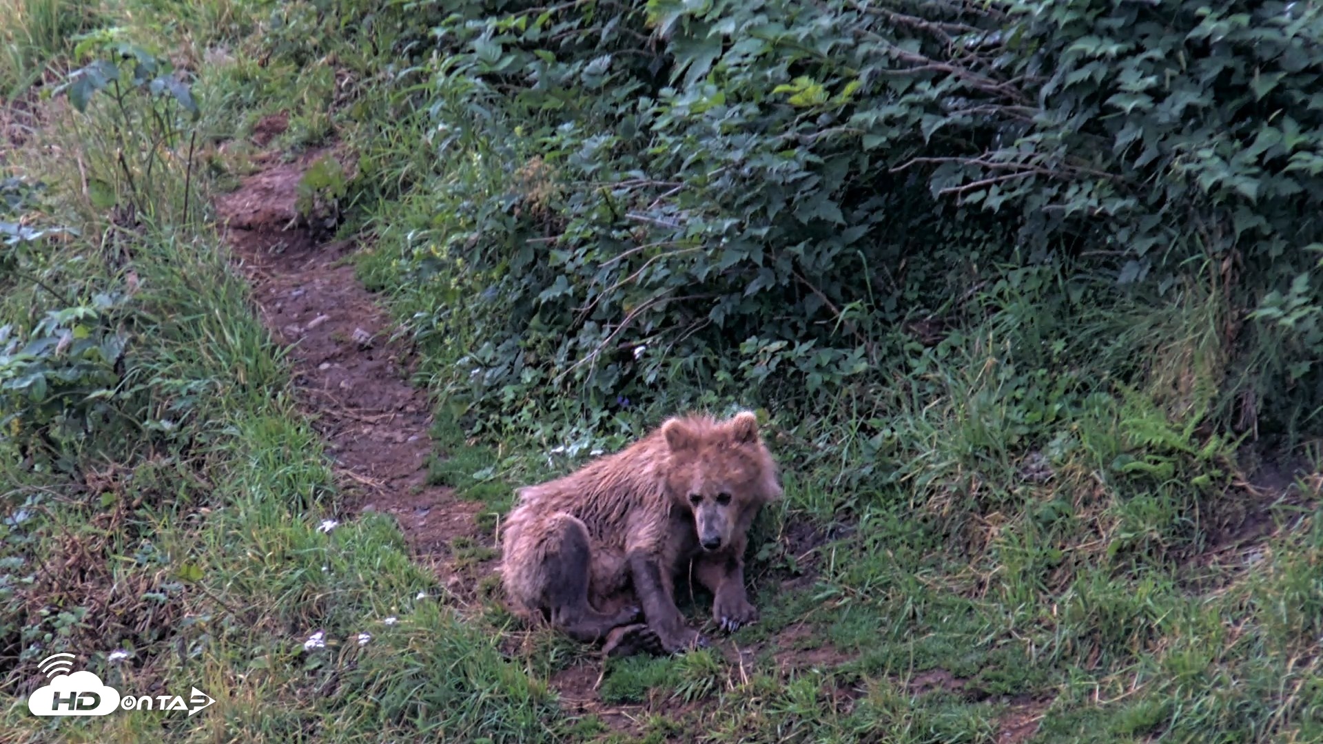Snapshot of Kodiak Alaska Brown Bears Live Webcam taken Aug 12, 2026, 7:10am AKDT