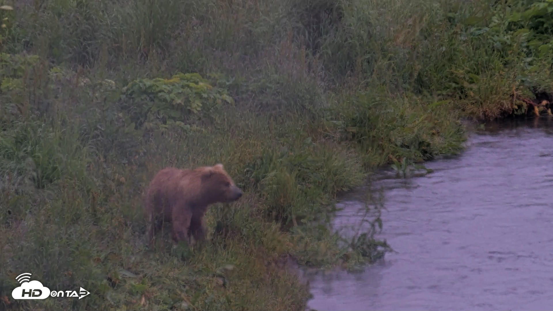 Snapshot of Kodiak Alaska Brown Bears Live Webcam taken Jul 22, 2026, 6:51am AKDT