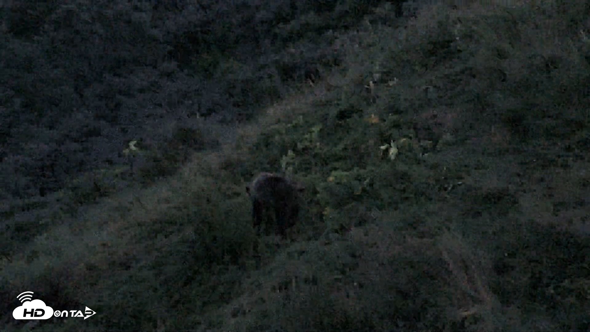 Snapshot of Kodiak Alaska Brown Bears Live Webcam taken Aug 26, 2026, 9:54pm AKDT