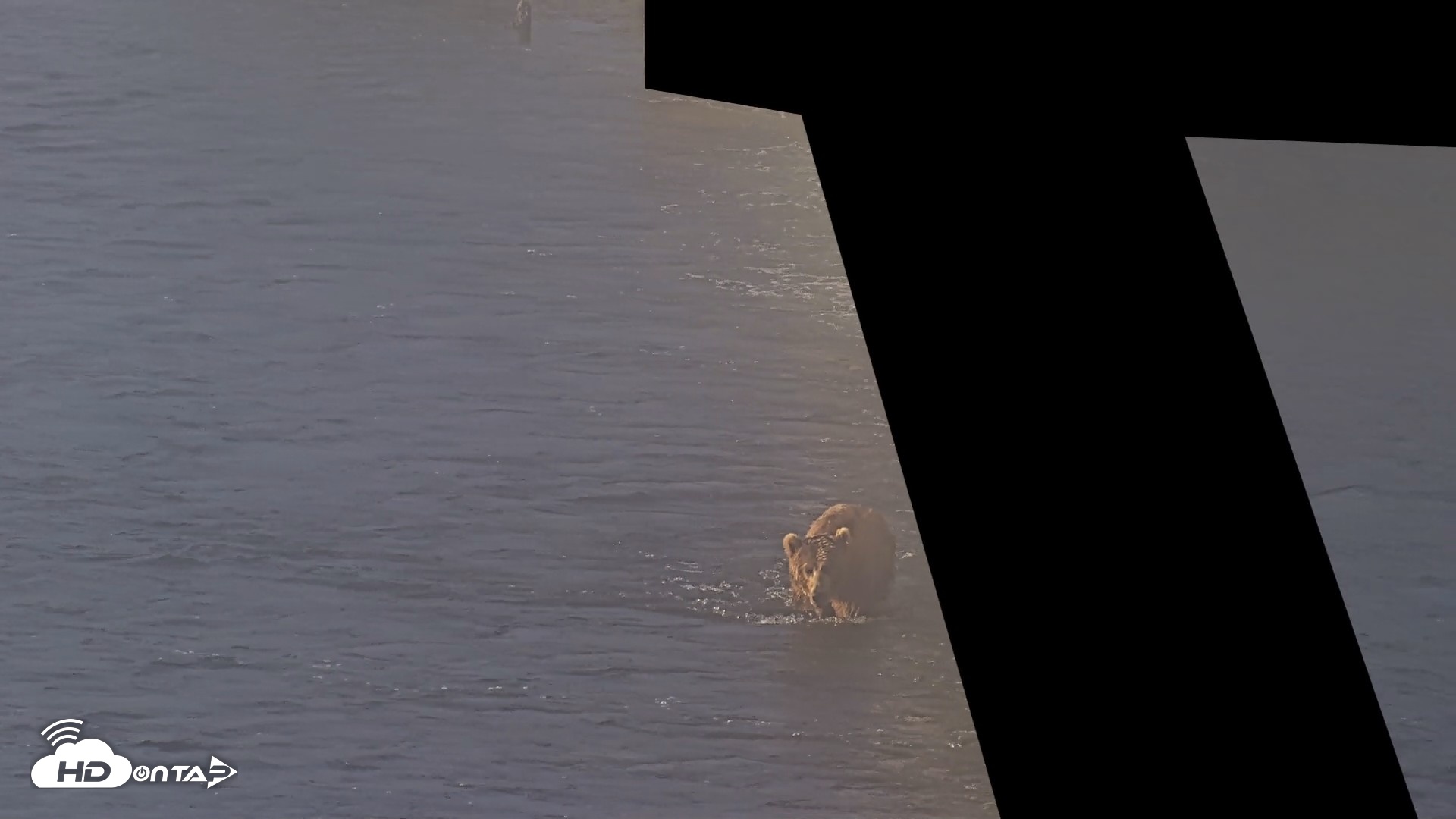Snapshot of Kodiak Alaska Brown Bears Live Webcam taken Jul 30, 2026, 7:39am AKDT